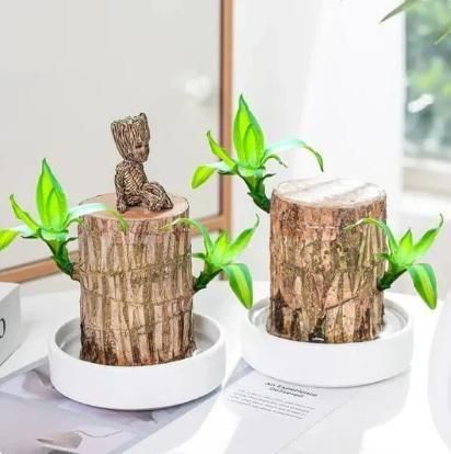 Lucky Brazilian Wood  Plant  ( Buy 1 Get 1 Free )