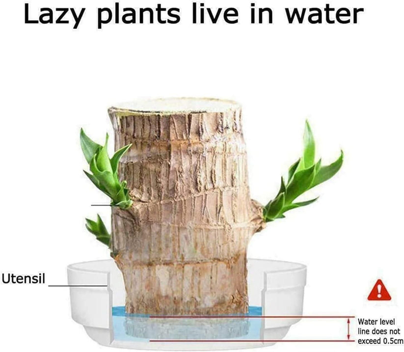 Lucky Brazilian Wood  Plant  ( Buy 1 Get 1 Free )