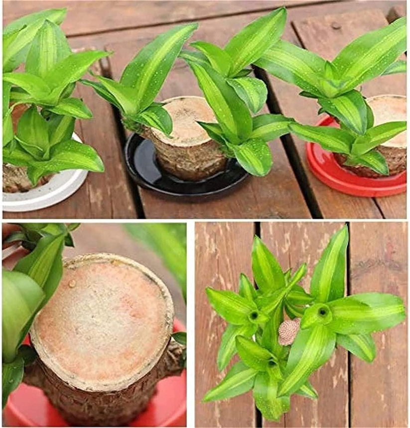 Lucky Brazilian Wood  Plant  ( Buy 1 Get 1 Free )