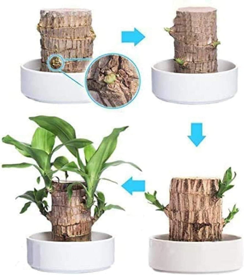 Lucky Brazilian Wood  Plant  ( Buy 1 Get 1 Free )