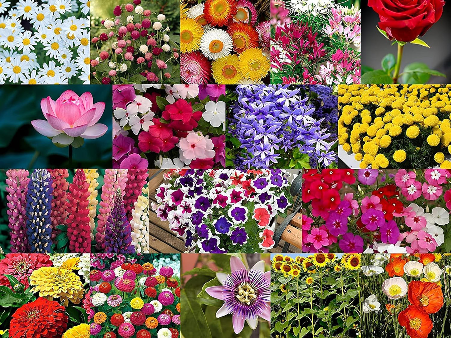 Varieties  100 Flower Seeds Variety + Free Growth Supplement!