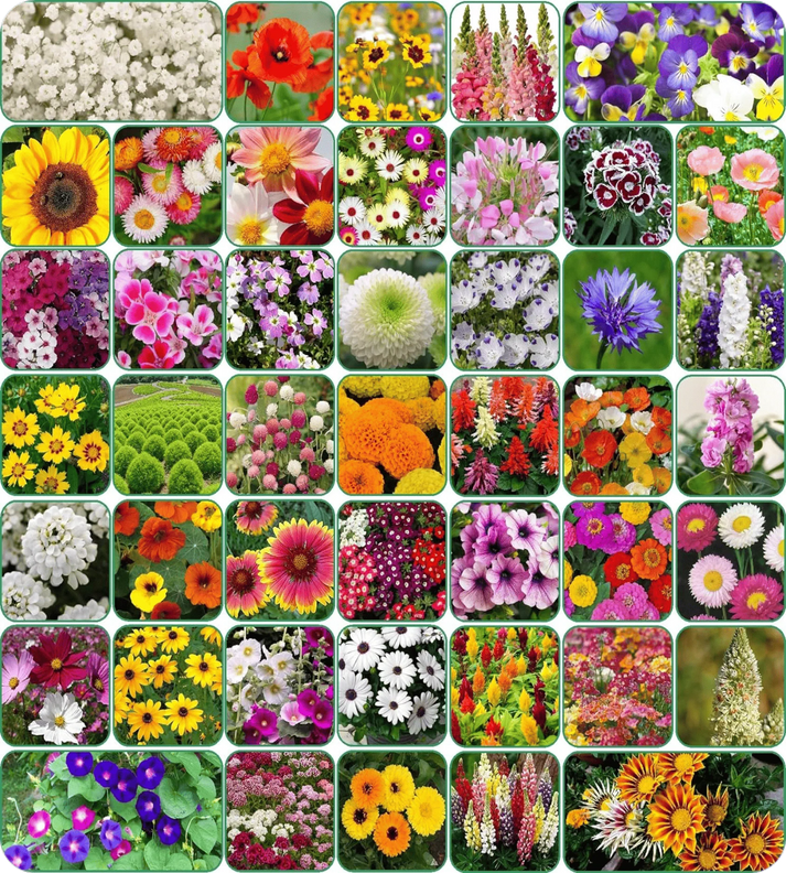 Varieties  100 Flower Seeds Variety + Free Growth Supplement!